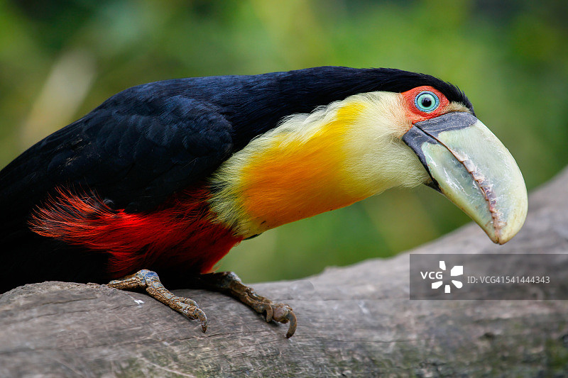 自然之美：红胸巨嘴鸟图片素材