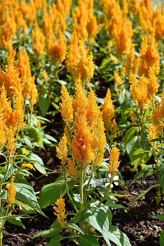 缅甸彬乌伦植物园金色花朵图片素材