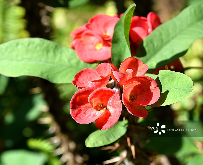 缅甸彬乌伦的红色花朵图片素材