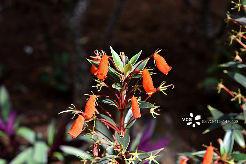 Close-up图片素材