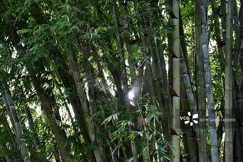 缅甸竹树花园图片素材