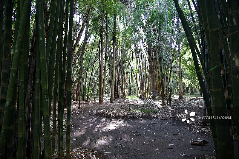 漫步竹林图片素材
