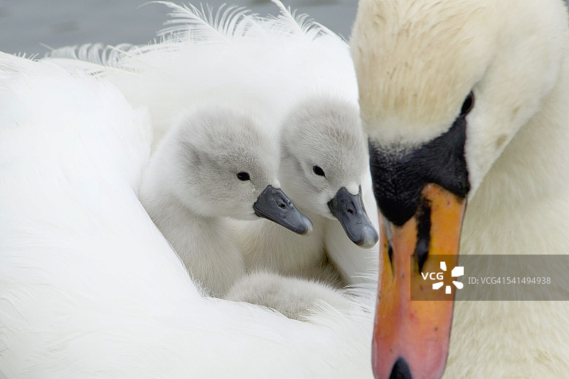 疣鼻天鹅与背上的小天鹅图片素材