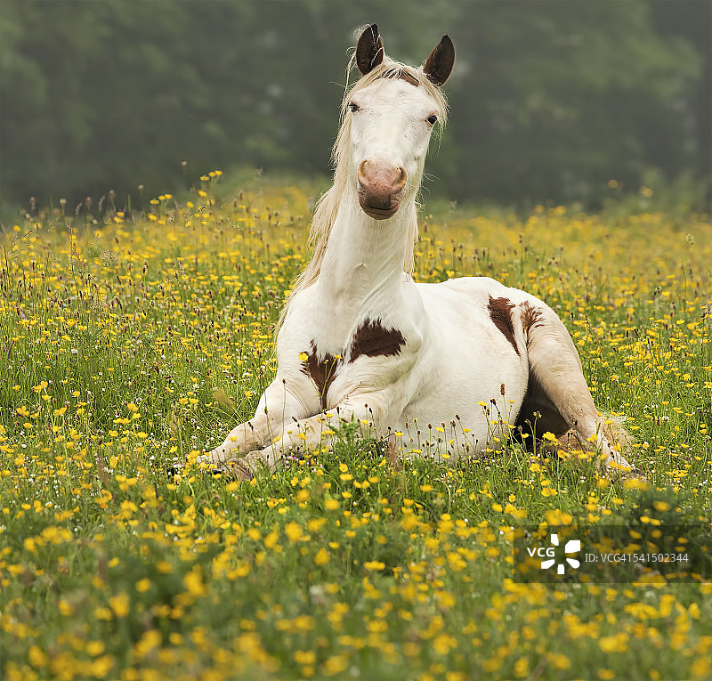草地上的白马图片素材