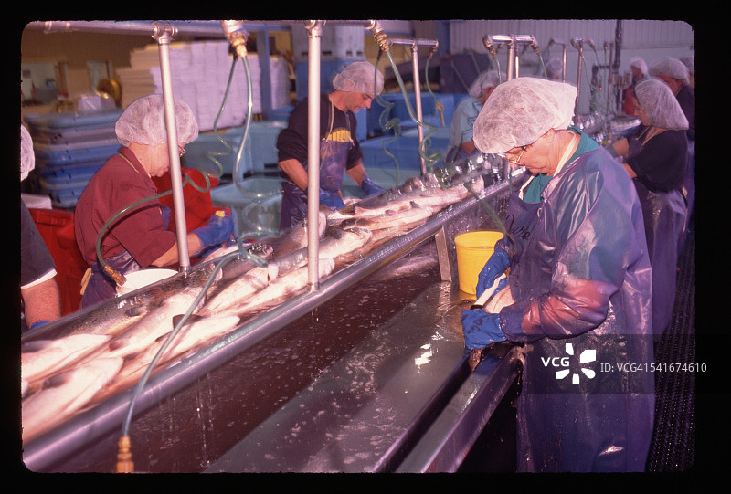 缅因州的三文鱼罐头厂图片素材