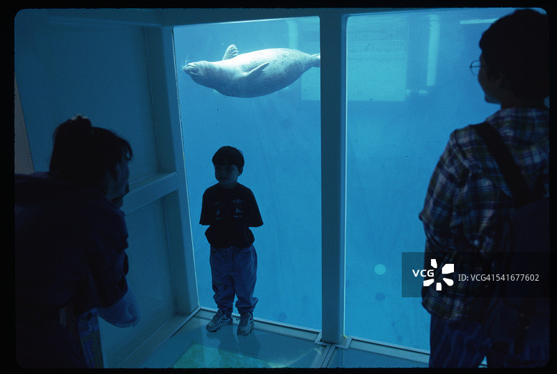 悉尼水族馆的澳洲海狗图片素材