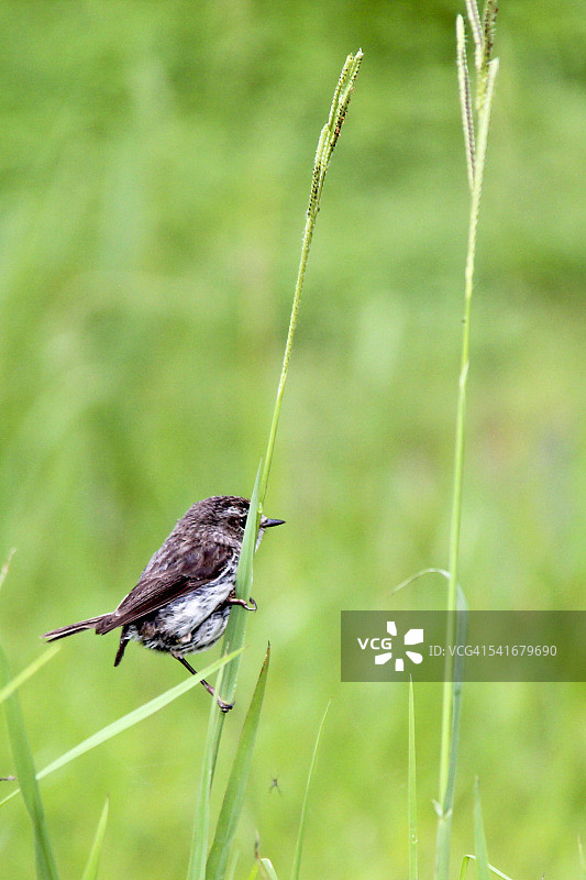 栖息在草叶上的鸟图片素材