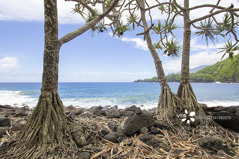 留尼汪岛Anse des Cascades的海岸线和常见露兜树图片素材