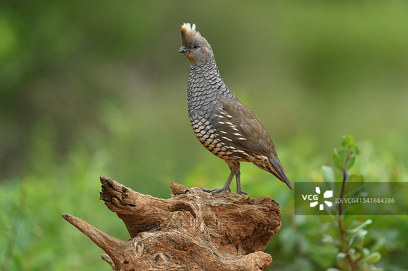 南德克萨斯州的鳞鹌鹑图片素材