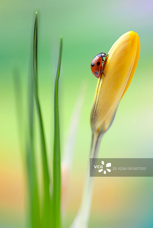 黄色番红花上的瓢虫图片素材