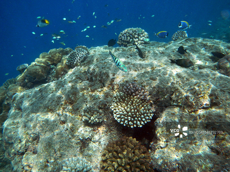 水下珊瑚花园图片素材