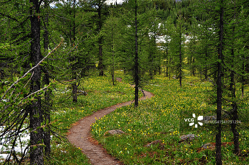 森林花径图片素材