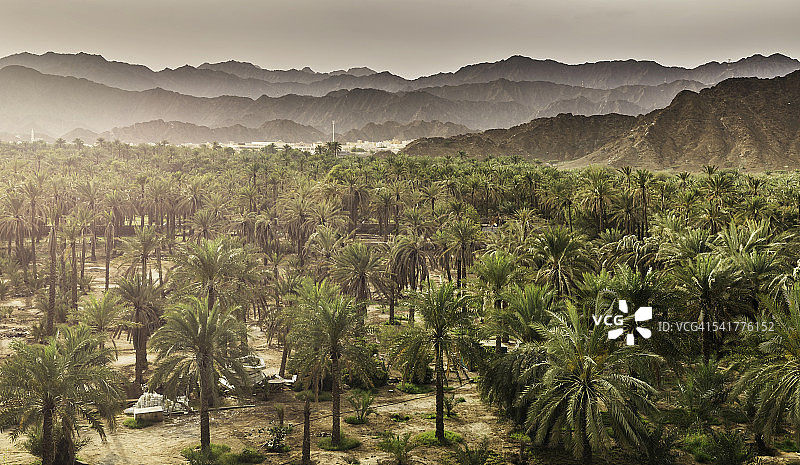 比迪耶的枣椰树农场图片素材