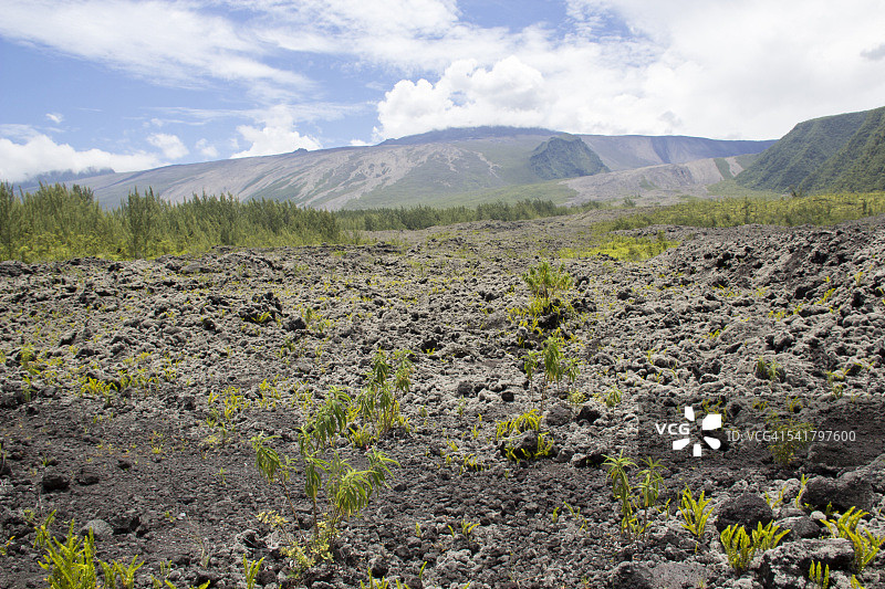 留尼汪岛布鲁勒火山熔岩土壤上的植物图片素材