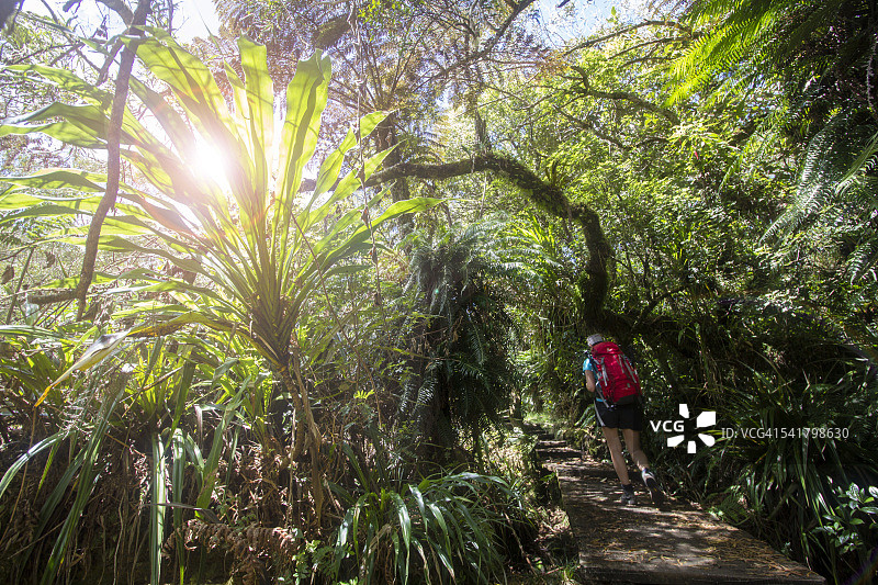 徒步穿越留尼汪岛贝洛夫森林的茂密雨林图片素材
