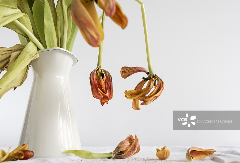 衰老——凋谢的郁金香花朵图片素材