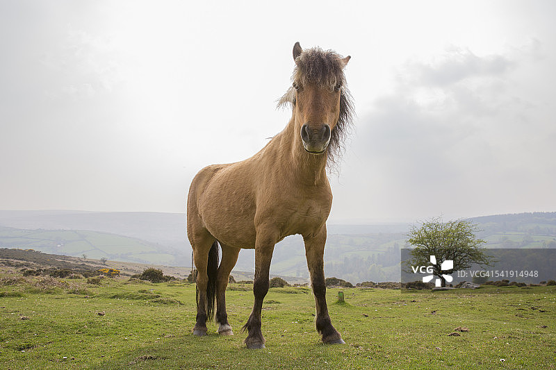看着镜头的达特穆尔矮种马图片素材