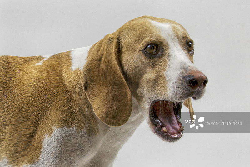 张大嘴巴的比格犬图片素材