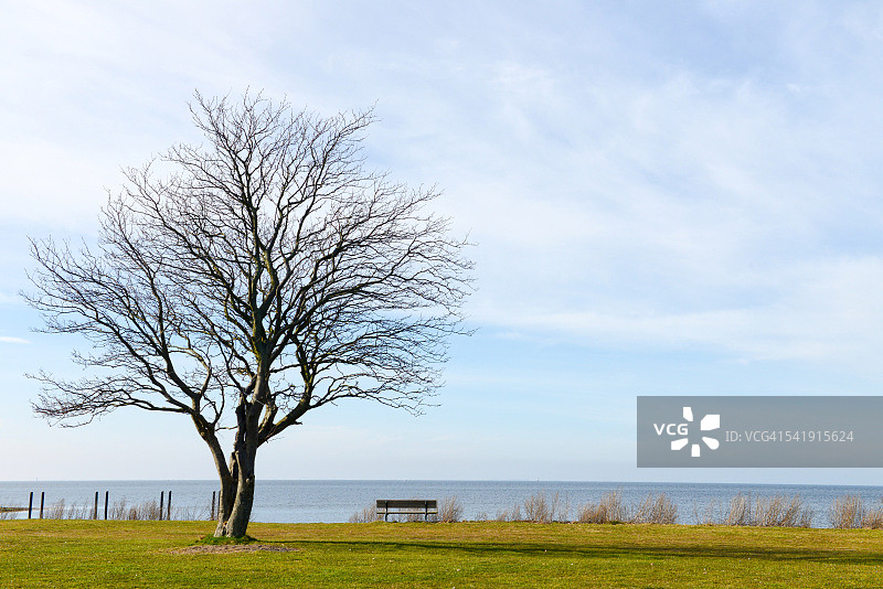 面向大海的树木和长椅图片素材