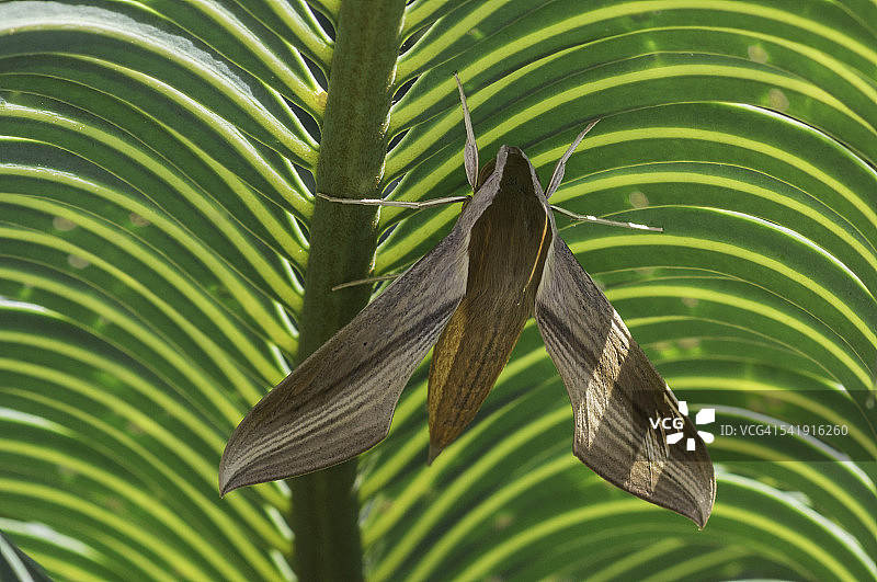 棕色天蛾（Tersa Sphinx）图片素材