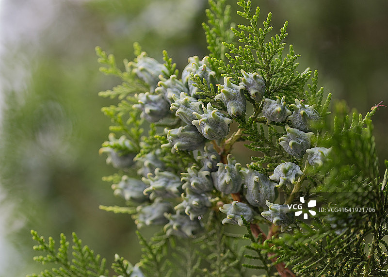 Thuja叶子和球果图片素材
