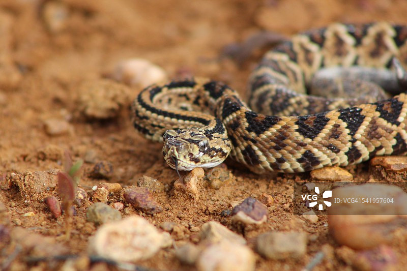 委内瑞拉响尾蛇图片素材