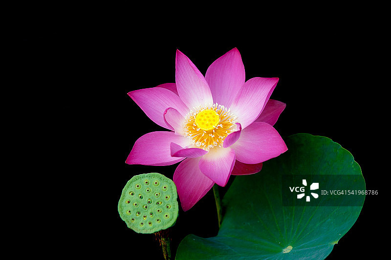 黑色背景上的莲花特写图片素材