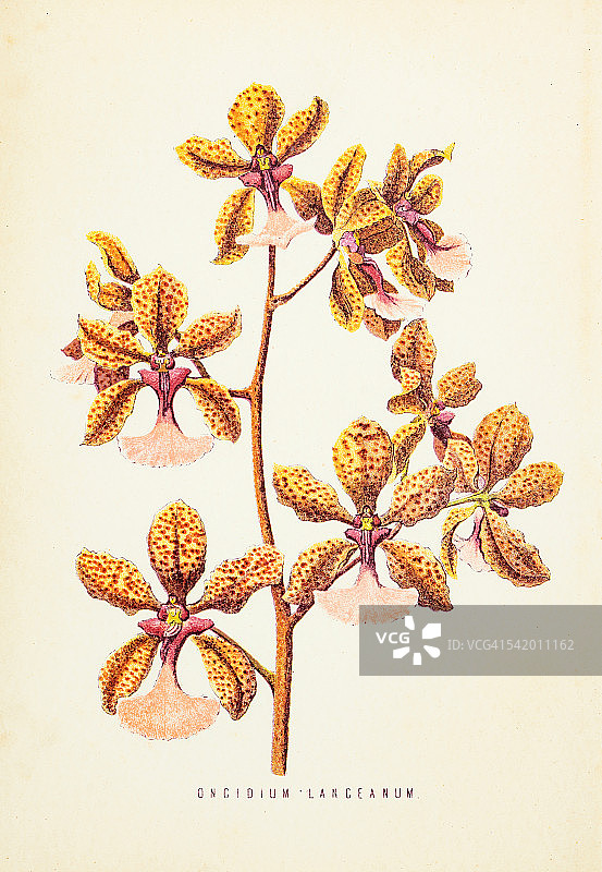 1874年兰花雕刻图片素材