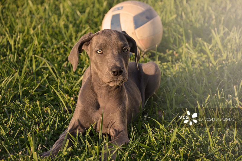 草地上的蓝色大丹犬幼犬和足球图片素材