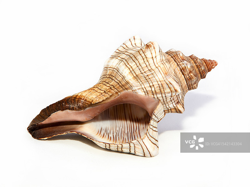 白色背景上的梯形马螺图片素材