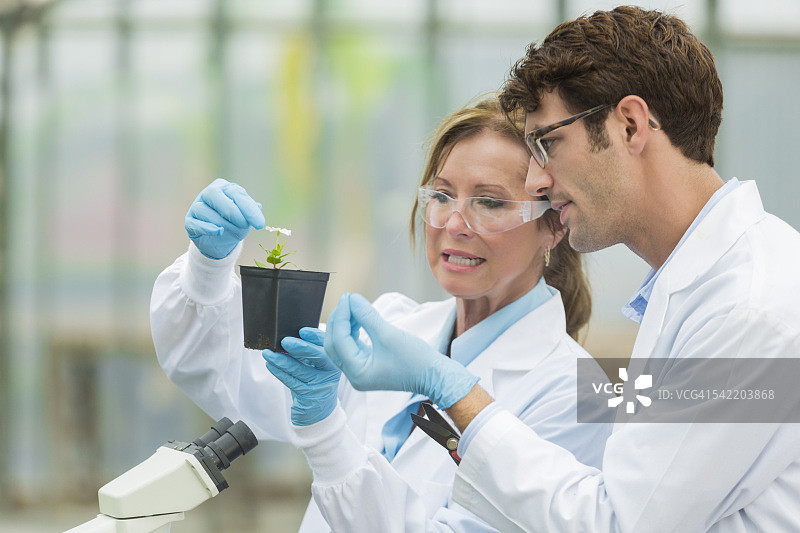 工作中忧虑的生物学家图片素材