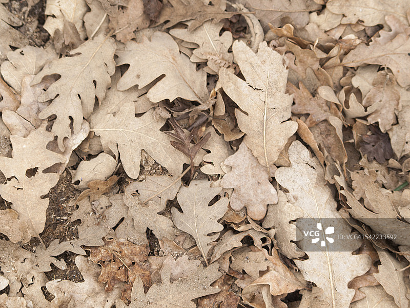 冬季的枯橡树叶图片素材