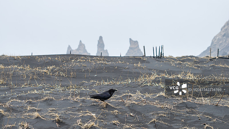 冰岛维克海滩上的黑乌鸦图片素材