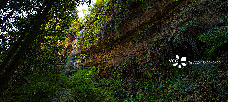 蓝山国家公园的雨林，澳大利亚图片素材