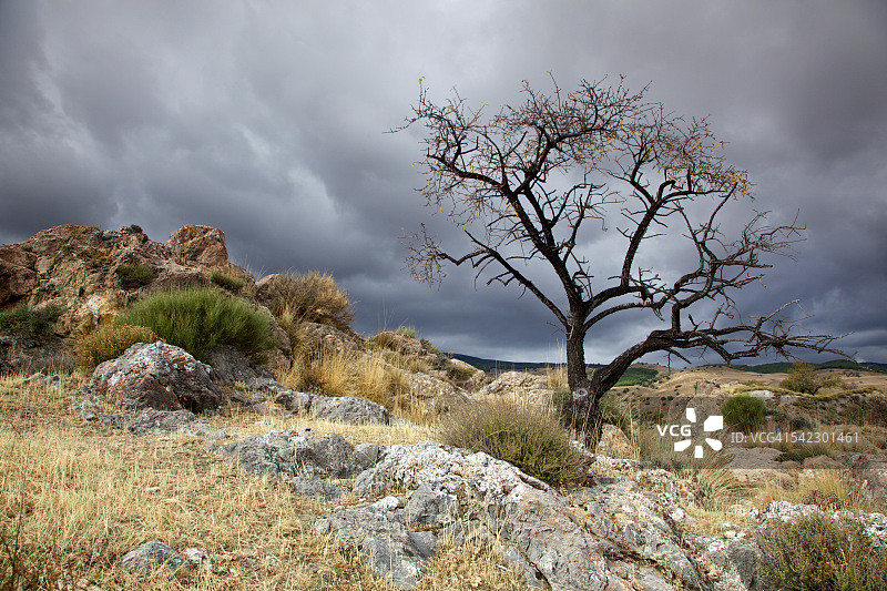 暴风雨天空下的杏树图片素材