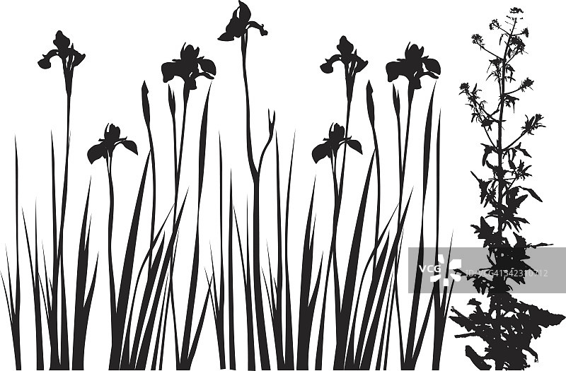 花卉与蓟一起生长图片素材