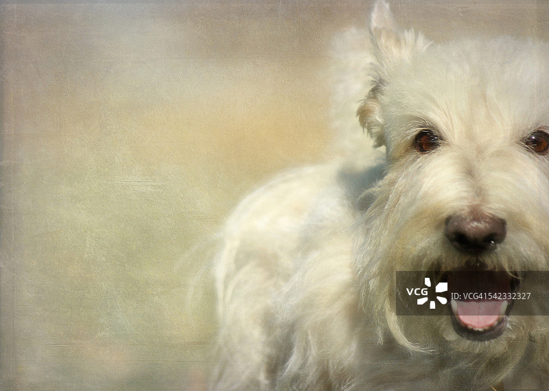 苏格兰梗犬图片素材