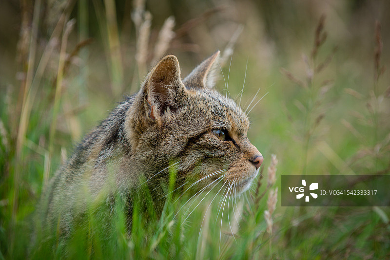 苏格兰野猫图片素材
