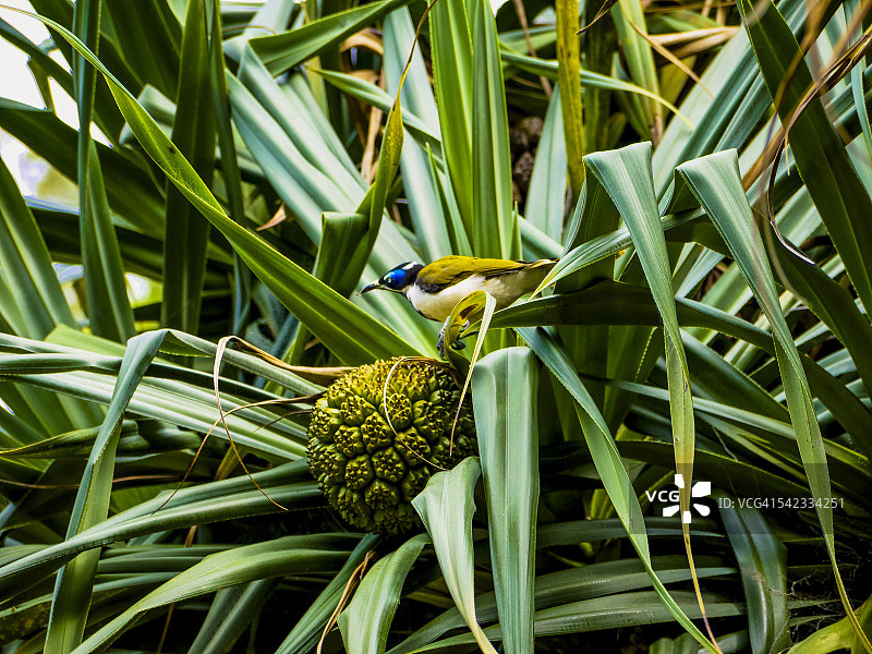 露兜树与鸟类图片素材