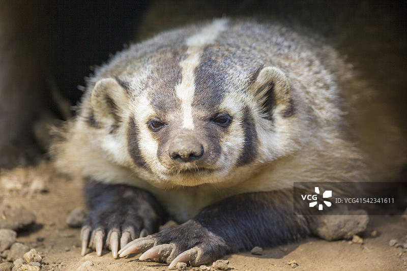 獾特写图片素材