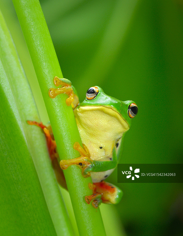 绿树蛙图片素材