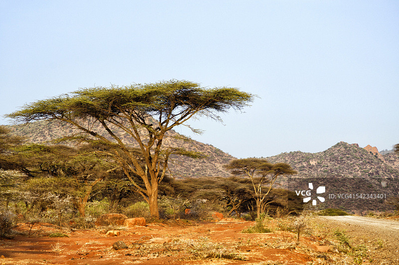 生长着金合欢树的埃塞俄比亚景观图片素材