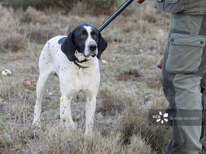 田野里喘气的猎犬图片素材