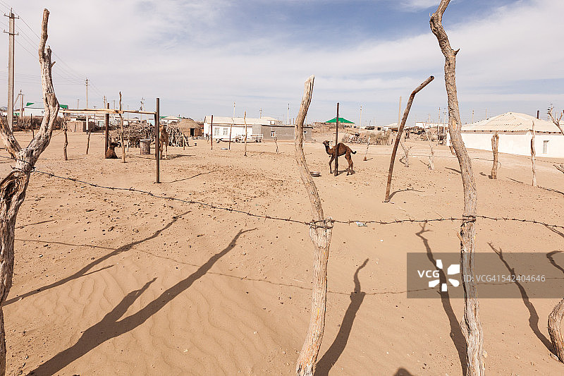 土库曼斯坦中部耶尔本特村的卡拉库姆沙漠骆驼图片素材