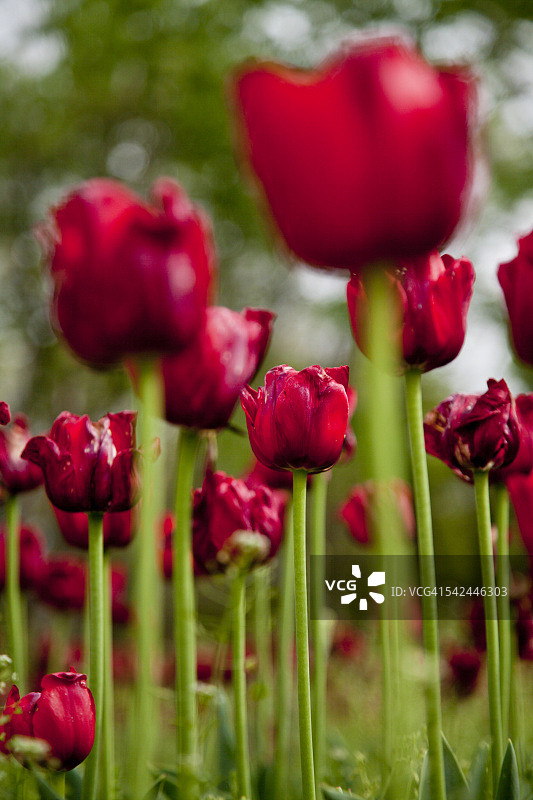 红色郁金香图片素材