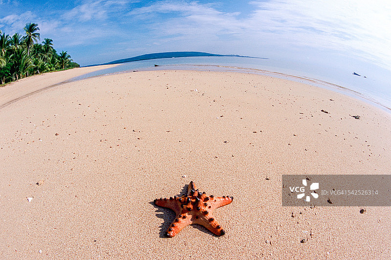 海星图片素材