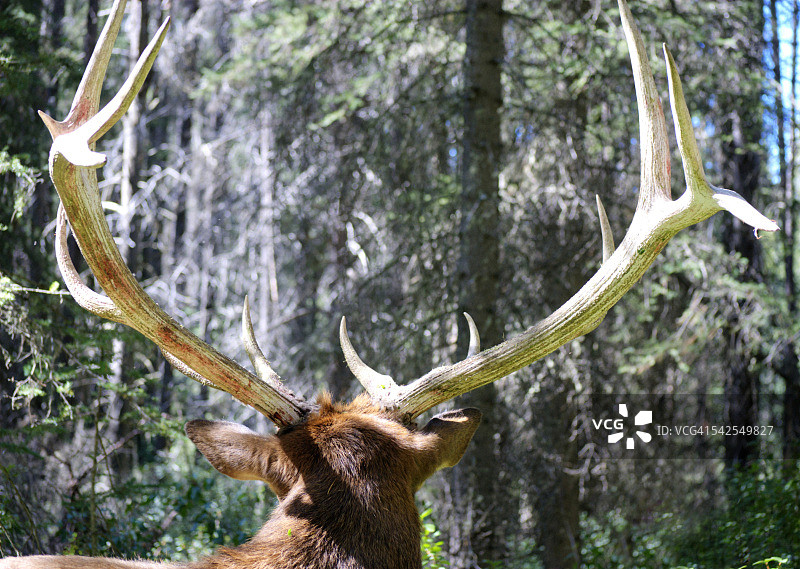 加拿大麋鹿背影图片素材