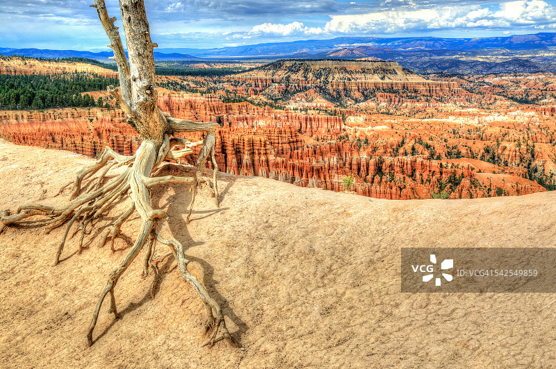布莱斯峡谷的根系图片素材
