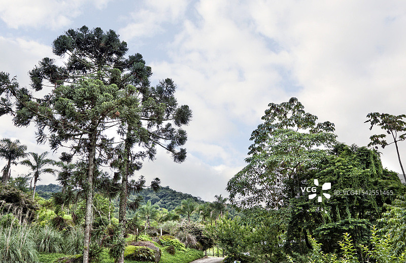 南洋杉和其他树木图片素材