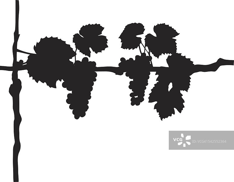 葡萄藤图片素材